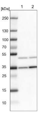 Western Blot: Fbxl8 Antibody [NBP1-83920]