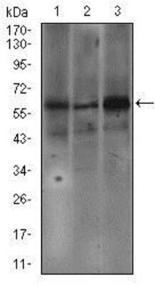 Western Blot: Fc epsilon RI Antibody (1F2A9)BSA Free [NBP2-37402]