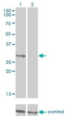 Western Blot: Fc epsilon RI Antibody (2C12-3B6) [H00002205-M01]