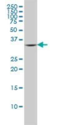 Western Blot: Fc epsilon RI Antibody (2C12-3B6) [H00002205-M01]