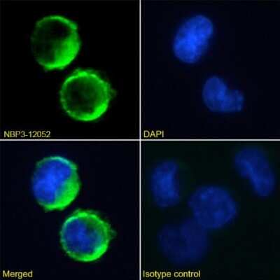 Immunocytochemistry/ Immunofluorescence: Fc epsilon RI Antibody (IE7) - Chimeric - Azide and BSA Free [NBP3-12052]