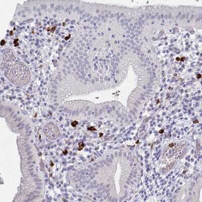 Immunohistochemistry-Paraffin: Fc epsilon RI beta/MS4A2 Antibody [NBP2-31807]