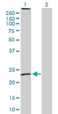 Western Blot: Fc epsilon RI beta/MS4A2 Antibody [H00002206-D01P]