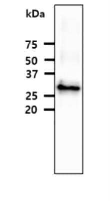 Western Blot: Fc gamma RI/CD64 Antibody (37F7)BSA Free [NBP2-42685]