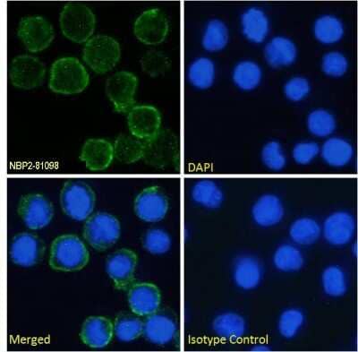 Immunocytochemistry/ Immunofluorescence: Fc gamma RI/CD64 Antibody (H22) - Chimeric - Azide and BSA Free [NBP2-81098]