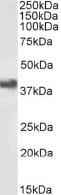 Western Blot: Fc gamma RII/CD32 Antibody [NB100-1532]