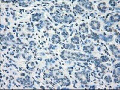 Immunohistochemistry-Paraffin: Fc gamma RIIA/CD32a Antibody (OTI9G5) [NBP1-47735]