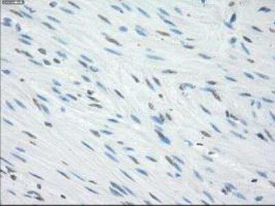 Immunohistochemistry-Paraffin: Fc gamma RIIA/CD32a Antibody (OTI9G5) [NBP1-47735]