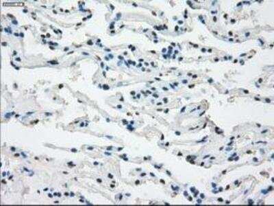 Immunohistochemistry-Paraffin: Fc gamma RIIA/CD32a Antibody (OTI9G5) [NBP1-47735]