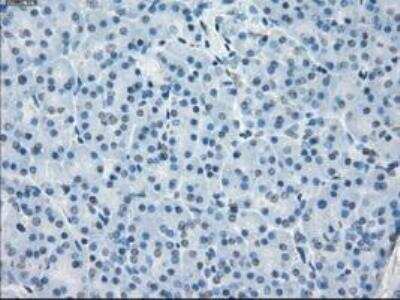 Immunohistochemistry-Paraffin: Fc gamma RIIA/CD32a Antibody (OTI9G5) [NBP1-47735]