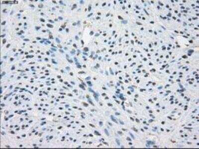 Immunohistochemistry-Paraffin: Fc gamma RIIA/CD32a Antibody (OTI9G5) [NBP1-47735]