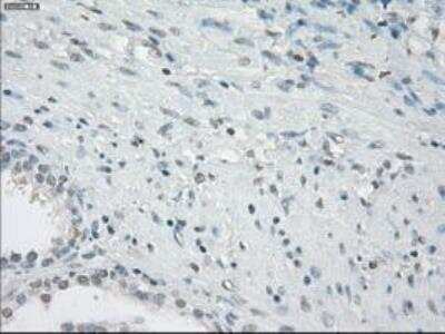Immunohistochemistry-Paraffin: Fc gamma RIIA/CD32a Antibody (OTI9G5) [NBP1-47735]