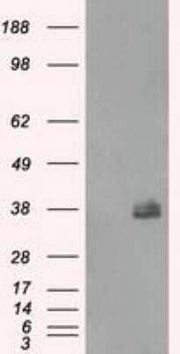 Western Blot: Fc gamma RIIA/CD32a Antibody (OTI9G5)Azide and BSA Free [NBP2-70709]