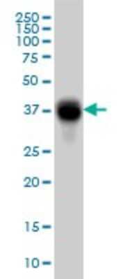 Western Blot: Fc gamma RIIB/CD32b Antibody (2E10) [H00002213-M01]