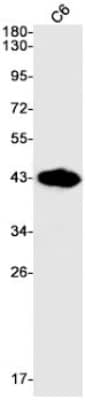 Western Blot: Fc gamma RIIB/CD32b Antibody (S07-4B5) [NBP3-19496]