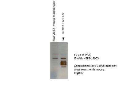 Western Blot: Fc gamma RIIB/CD32b Antibody [NBP2-14905]