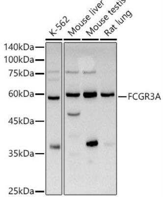 Western Blot: Fc gamma RIIIA/CD16a AntibodyBSA Free [NBP2-92194]