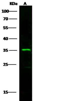 Western Blot: Fc gamma RIIIA/CD16a Antibody [NBP2-98147]