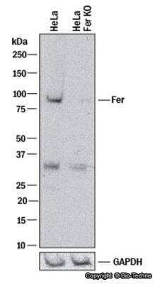 Knockdown Validated: Fer Antibody - BSA Free [NBP1-20089]