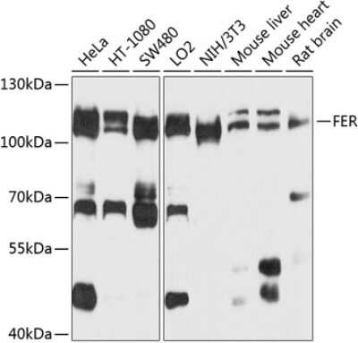 Western Blot: Fer AntibodyBSA Free [NBP3-04827]