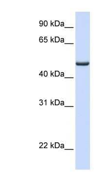 Western Blot: Ferredoxin Reductase Antibody [NBP1-54789]