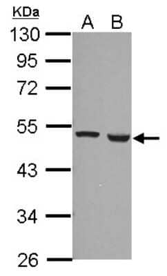 Western Blot: Ferredoxin Reductase Antibody [NBP2-16468]