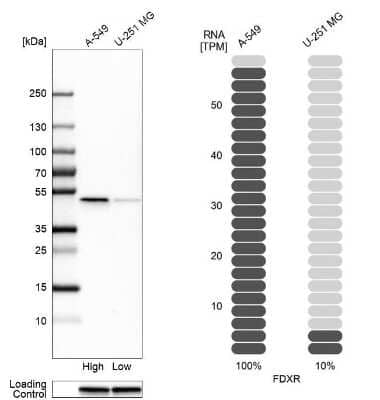 Western Blot: Ferredoxin Reductase Antibody [NBP2-38530]