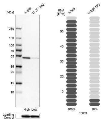 Western Blot: Ferredoxin Reductase Antibody [NBP2-38706]