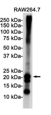 Western Blot: Ferritin Antibody (S03-3D9) [NBP3-15028]