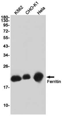 Western Blot: Ferritin Antibody (S03-3D9) [NBP3-15028]