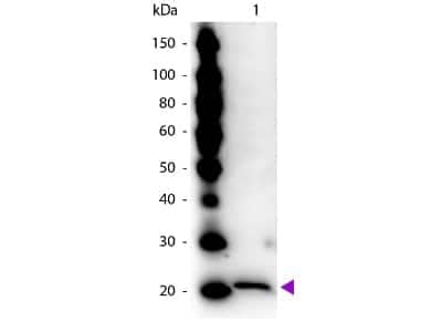 Western Blot: Ferritin Heavy Chain Antibody [NB600-920]