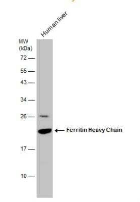 Western Blot: Ferritin Heavy Chain Antibody [NBP1-31944]