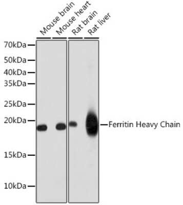 Western Blot: Ferritin Heavy Chain Antibody (1Q10I7) [NBP3-15766]