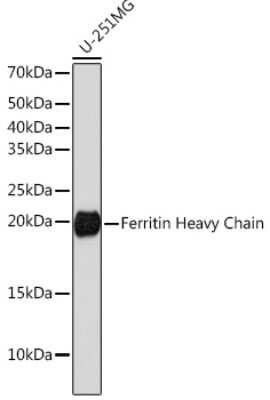 Western Blot: Ferritin Heavy Chain Antibody (1Q10I7) [NBP3-15766]