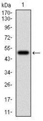 Western Blot: Ferritin Light Chain Antibody (6E10E4)BSA Free [NBP2-37250]