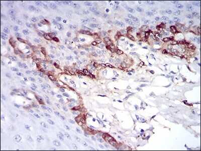 Immunohistochemistry: Ferritin Light Chain Antibody (8E1E7) - BSA Free [NBP2-37243]