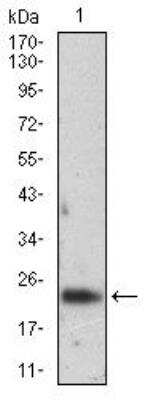 Western Blot: Ferritin Light Chain Antibody (8E1E7)BSA Free [NBP2-37243]