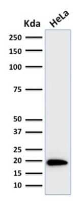 Western Blot: Ferritin Light Chain Antibody (FTL/1386)Azide and BSA Free [NBP2-54574]