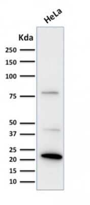 Western Blot: Ferritin Light Chain Antibody (FTL/1388)Azide and BSA Free [NBP2-54584]