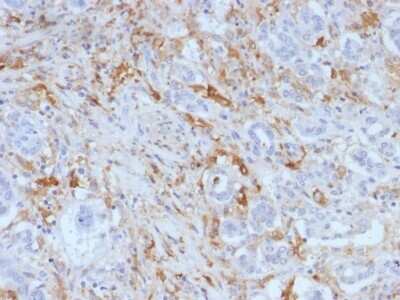 Immunohistochemistry-Paraffin: Ferritin Light Chain Antibody (FTL/1388) [NBP2-53296]