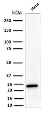 Western Blot: Ferritin Light Chain Antibody (FTL/2338R)Azide and BSA Free [NBP3-08620]