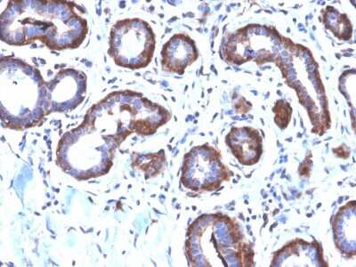 Immunohistochemistry-Paraffin: Ferritin Light Chain Antibody (FTL/2338R) [NBP3-07804]