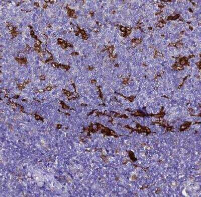 Immunohistochemistry-Paraffin: Ferritin Light Chain Antibody [NBP2-34072]