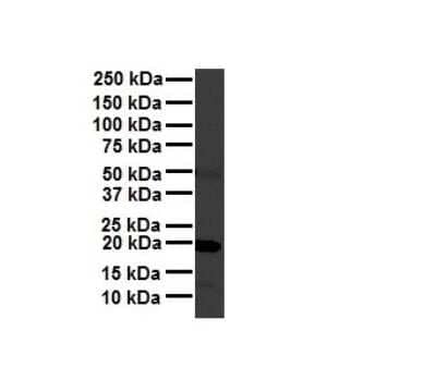 Western Blot: Ferritin Light Chain Antibody [NBP1-54948]