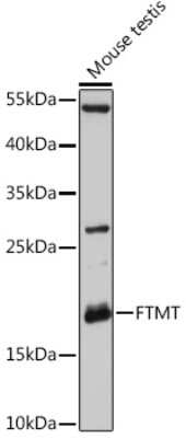 Western Blot: Ferritin mitochondrial AntibodyAzide and BSA Free [NBP3-03534]