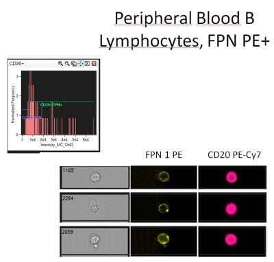 Flow Cytometry Analysis of B Lymphocytes Stained with Phycoerythrin Conjugated Ferroportin/SLC40A1 Antibody