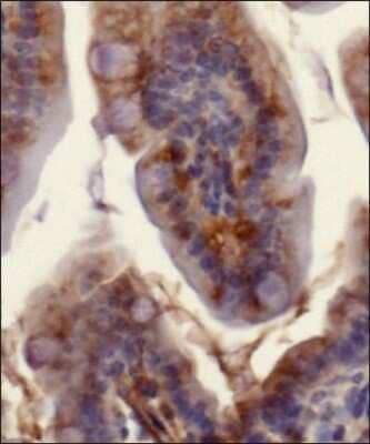 Immunohistochemical Staining of Ferroportin/SLC40A1 in Paraffin Embedded Mouse Small Intestine