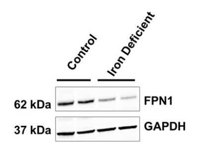 Western Blot Detection of Ferroportin/SLC40A1 in Porcine Duodenal Mucosa