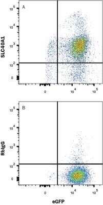 Flow Cytometry: Ferroportin/SLC40A1 Antibody (1308C) - Azide and BSA Free [NBP2-80731]