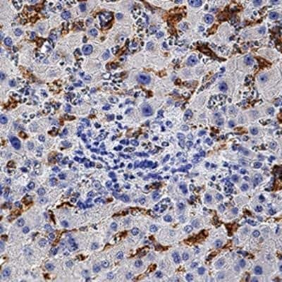 Immunohistochemistry-Paraffin: Ferroportin/SLC40A1 Antibody (1308C) - Azide and BSA Free [NBP2-80731]